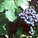 Cabernet Franc